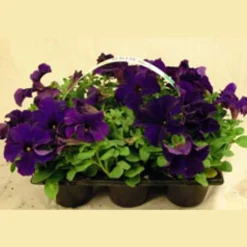 Utplanteringsväxter lat. Ageratum houstonianum Mix 6-p><noscript><img width=