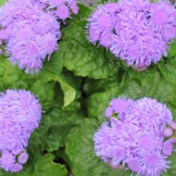 Utplanteringsväxter lat. Ageratum houstonianum Mix 6-p><noscript><img width=