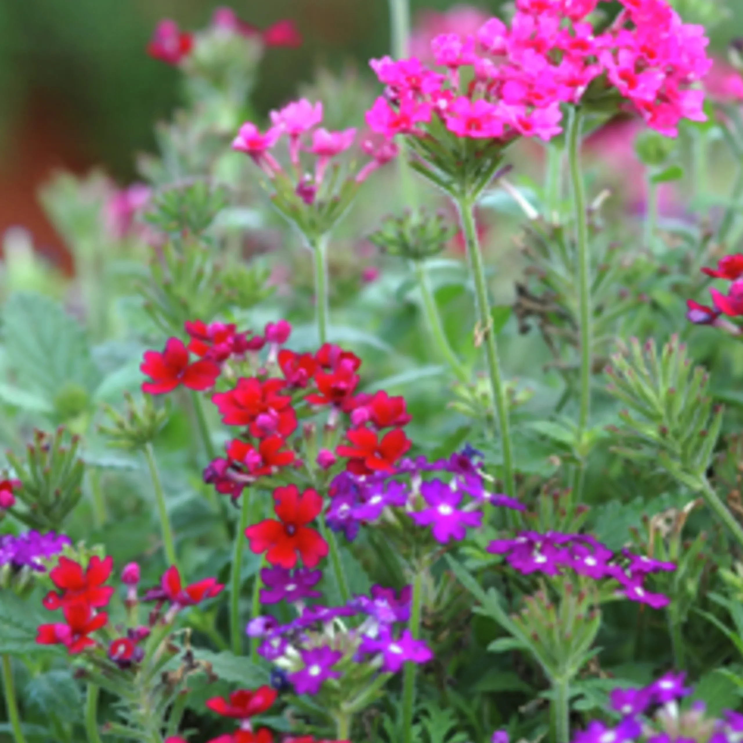 Utplanteringsväxter lat. Ageratum houstonianum Mix 6-p>Mäster Grön New