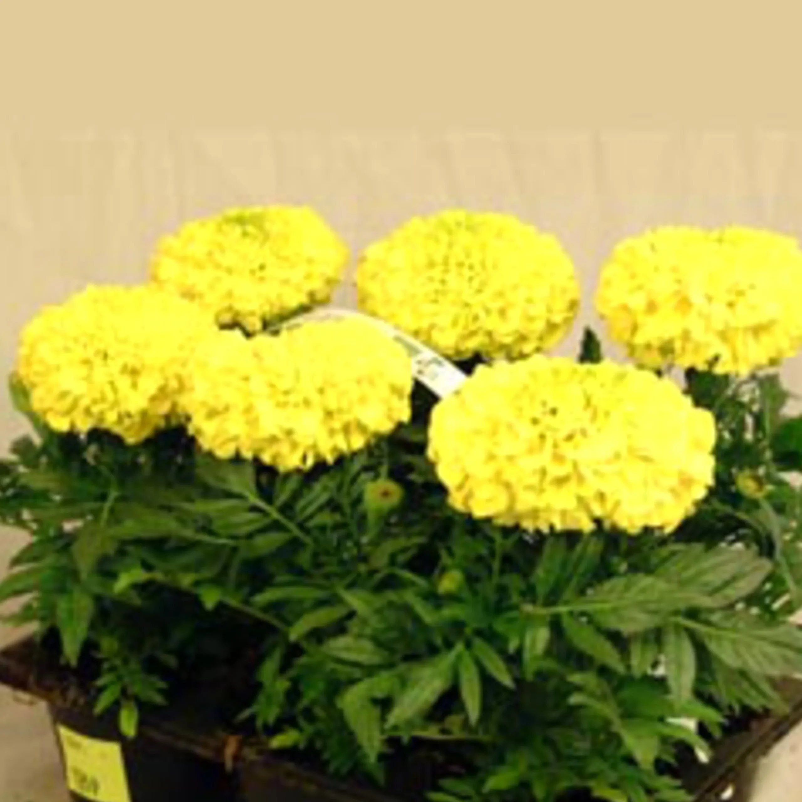 Utplanteringsväxter lat. Ageratum houstonianum Mix 6-p>Mäster Grön New