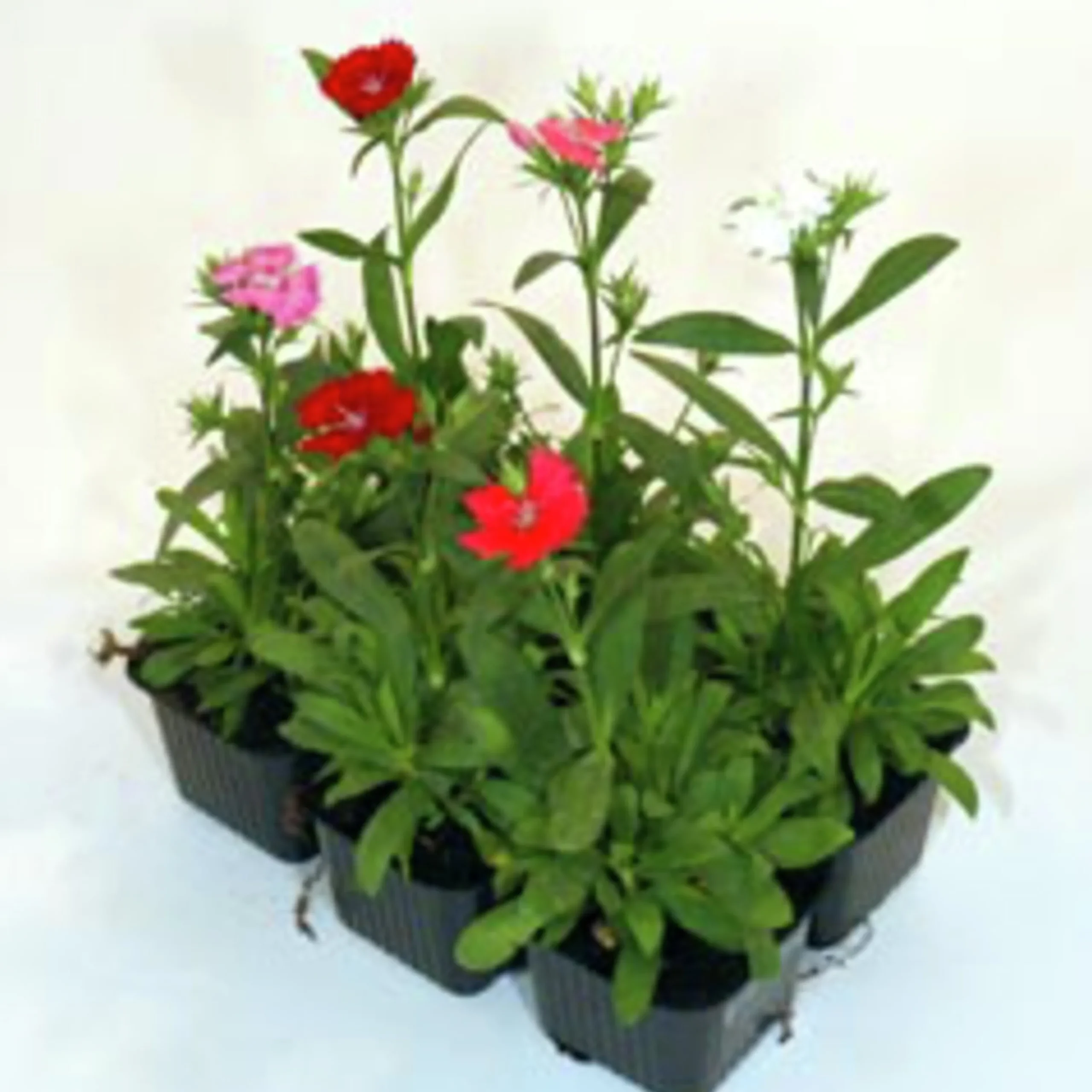 Utplanteringsväxter lat. Ageratum houstonianum Mix 6-p>Mäster Grön New