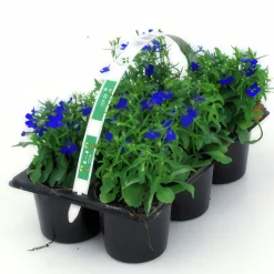 Utplanteringsväxter lat. Ageratum houstonianum Mix 6-p><noscript><img width=