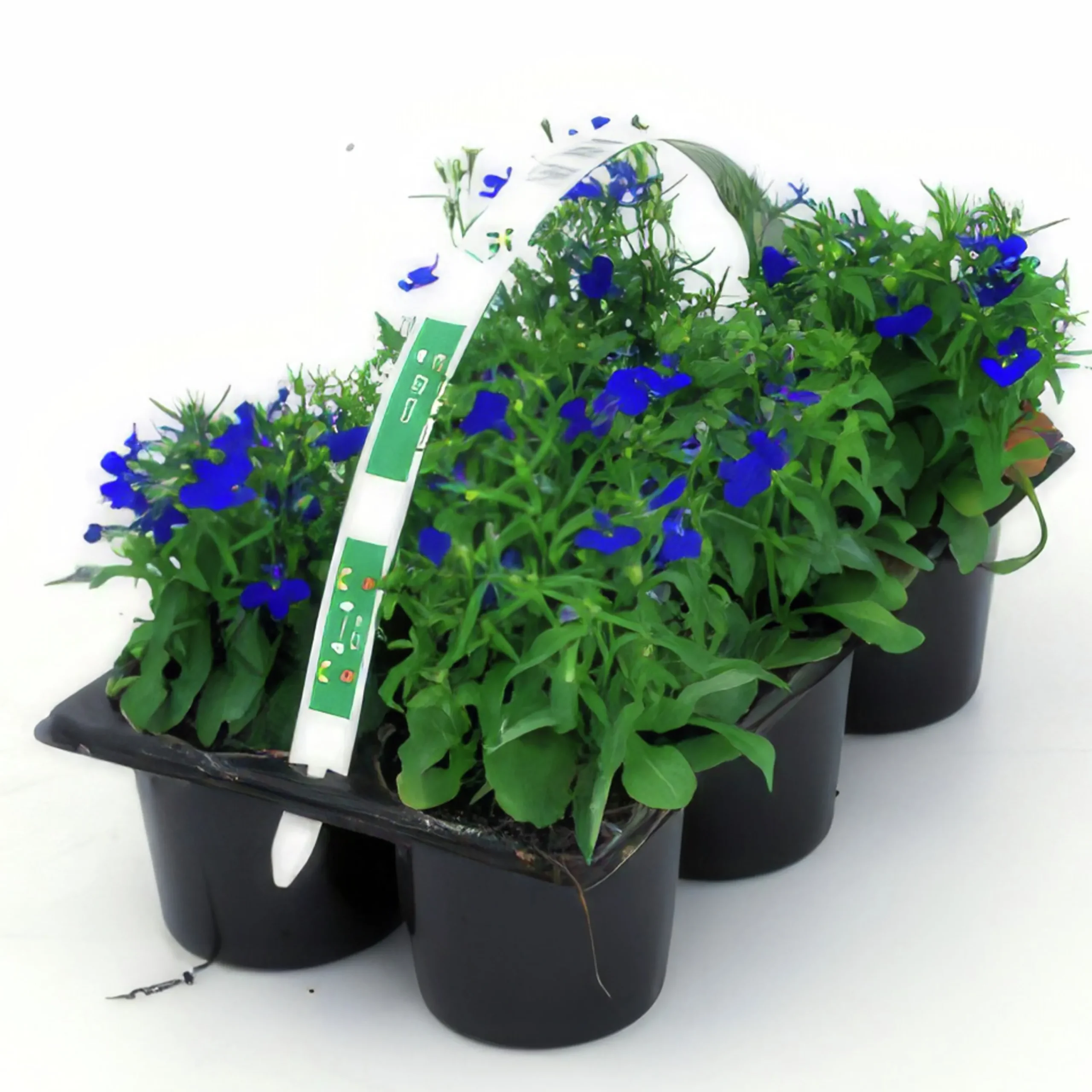 Utplanteringsväxter lat. Ageratum houstonianum Mix 6-p>Mäster Grön New