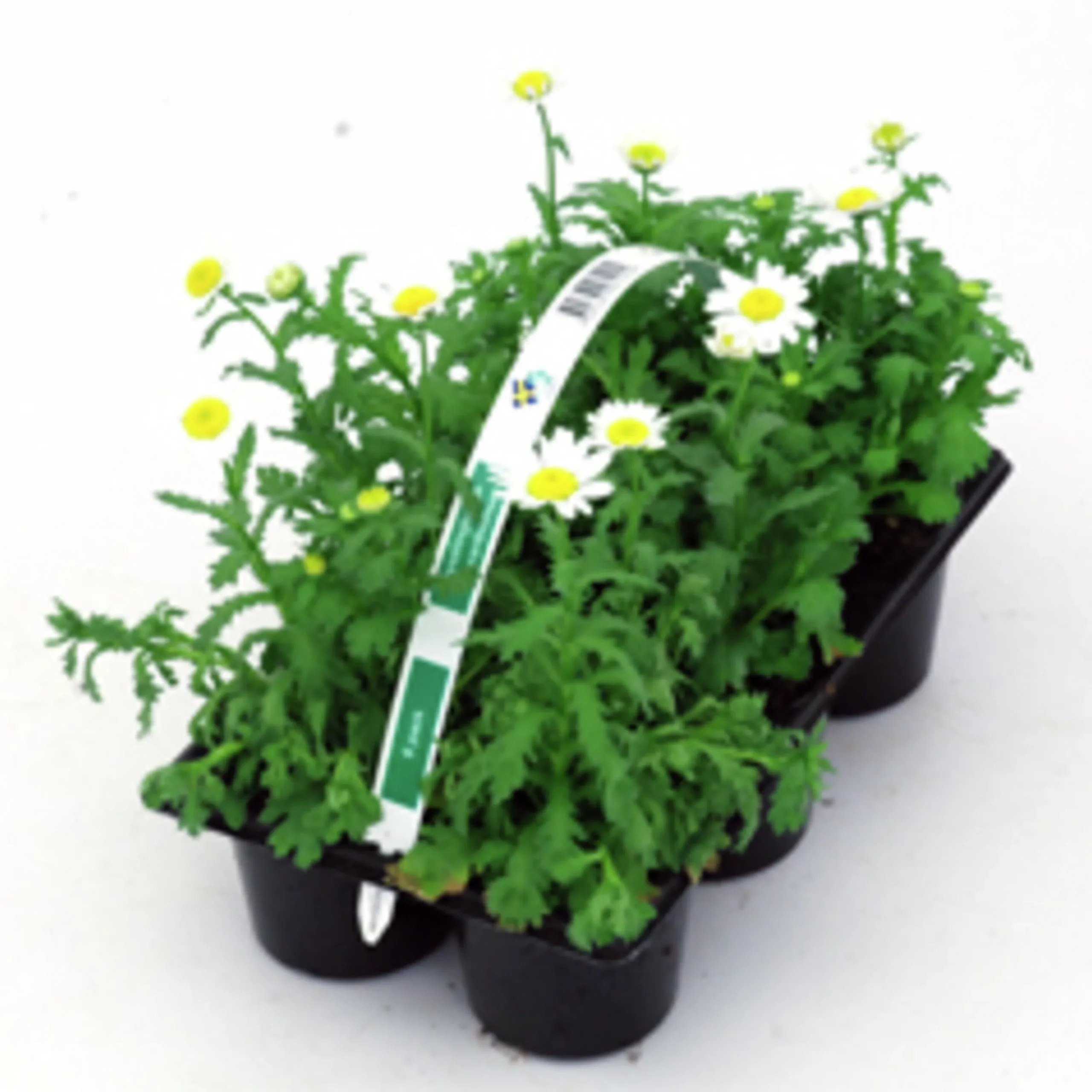 Utplanteringsväxter lat. Ageratum houstonianum Mix 6-p>Mäster Grön New