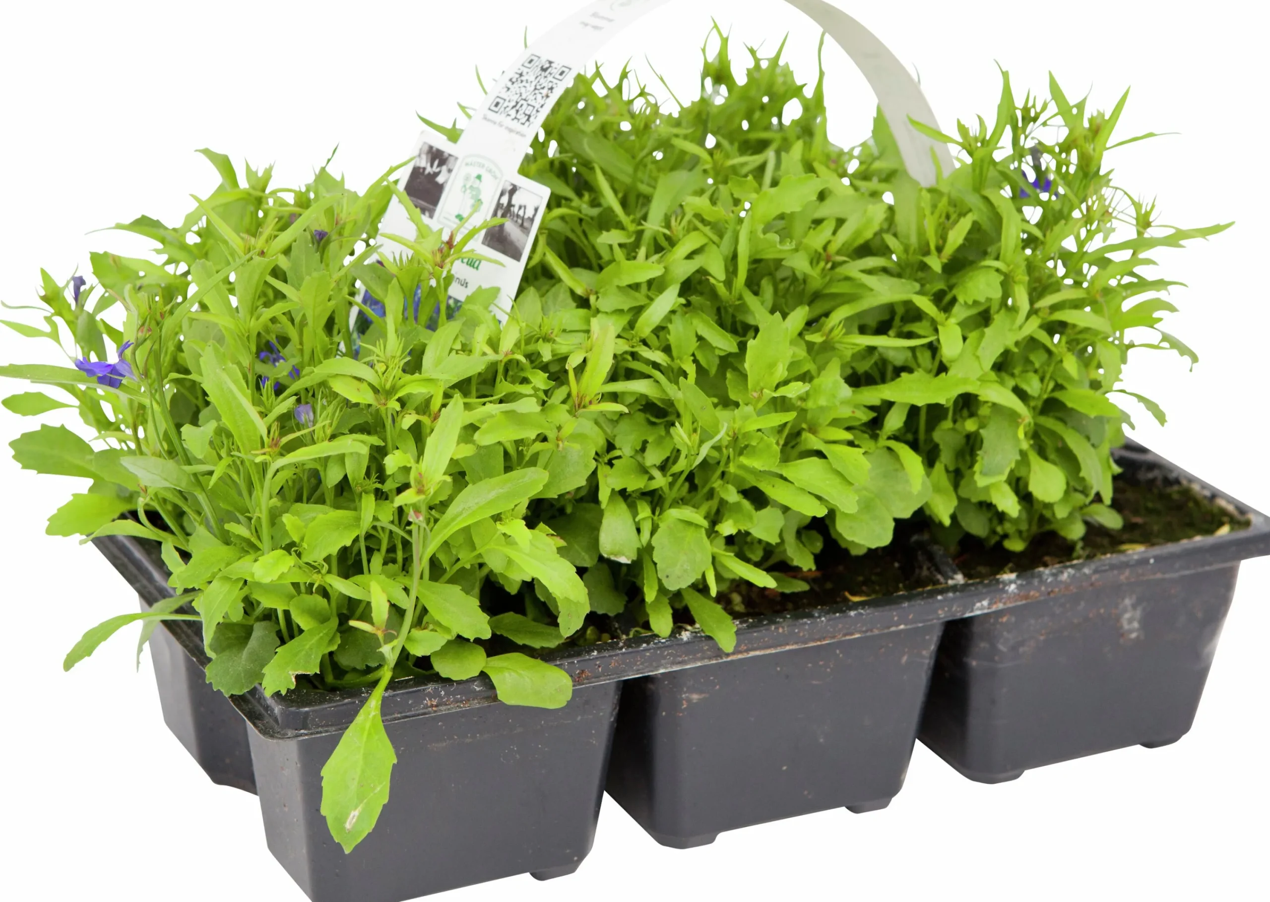 Utplanteringsväxter lat. Ageratum houstonianum Mix 6-p>Mäster Grön New
