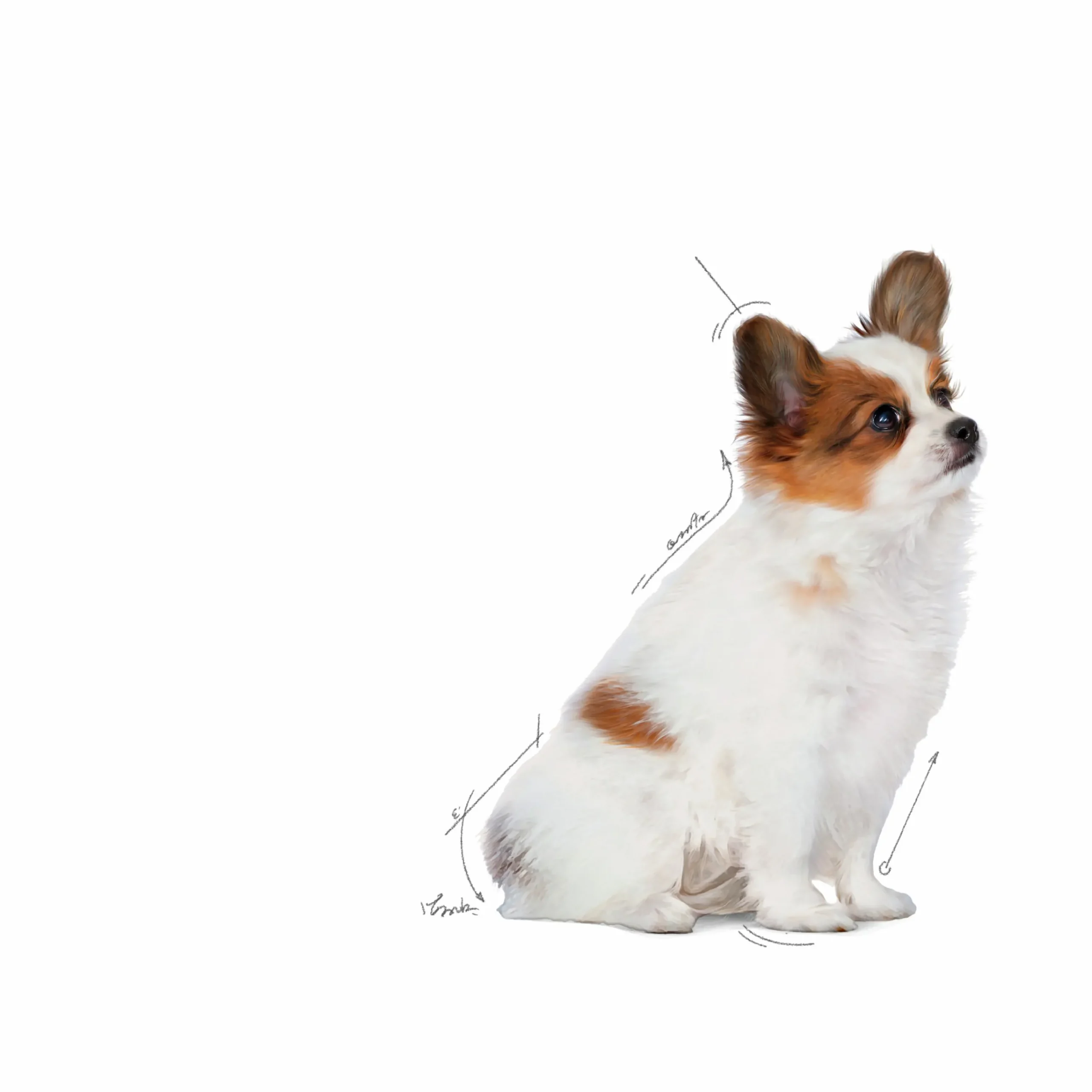 Valpfoder X-Small Puppy 1,5kg>Royal Canin Online