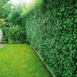 Vanlig Liguster 40-60cm Barrotad>Omnia garden Hot