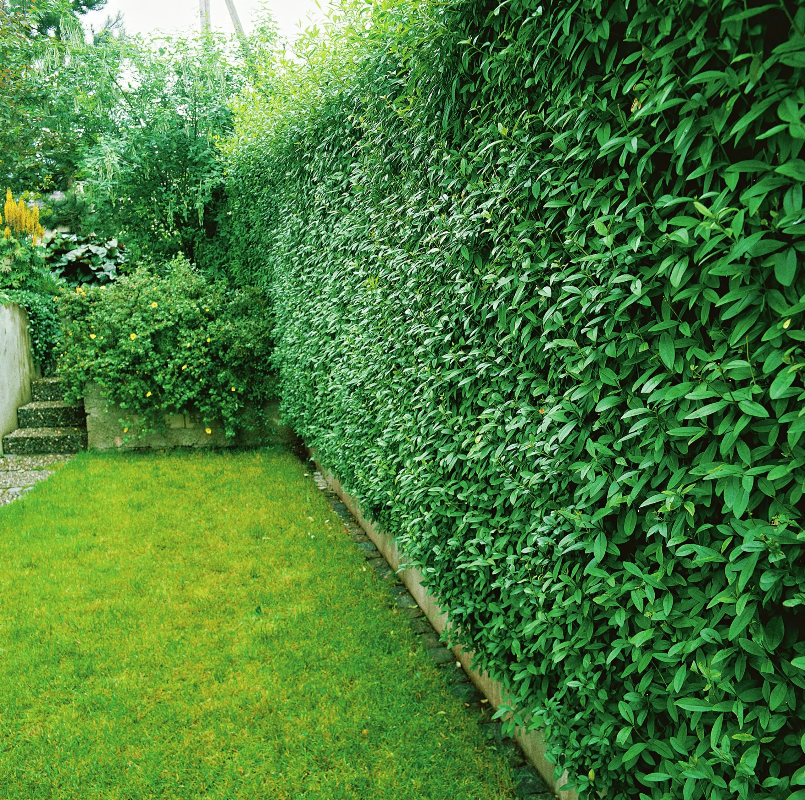 Vanlig Liguster 40-60cm Barrotad>Omnia garden Hot