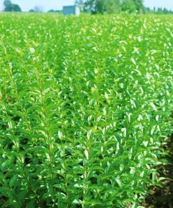 Vanlig Liguster 40-60cm Barrotad>Omnia garden Hot
