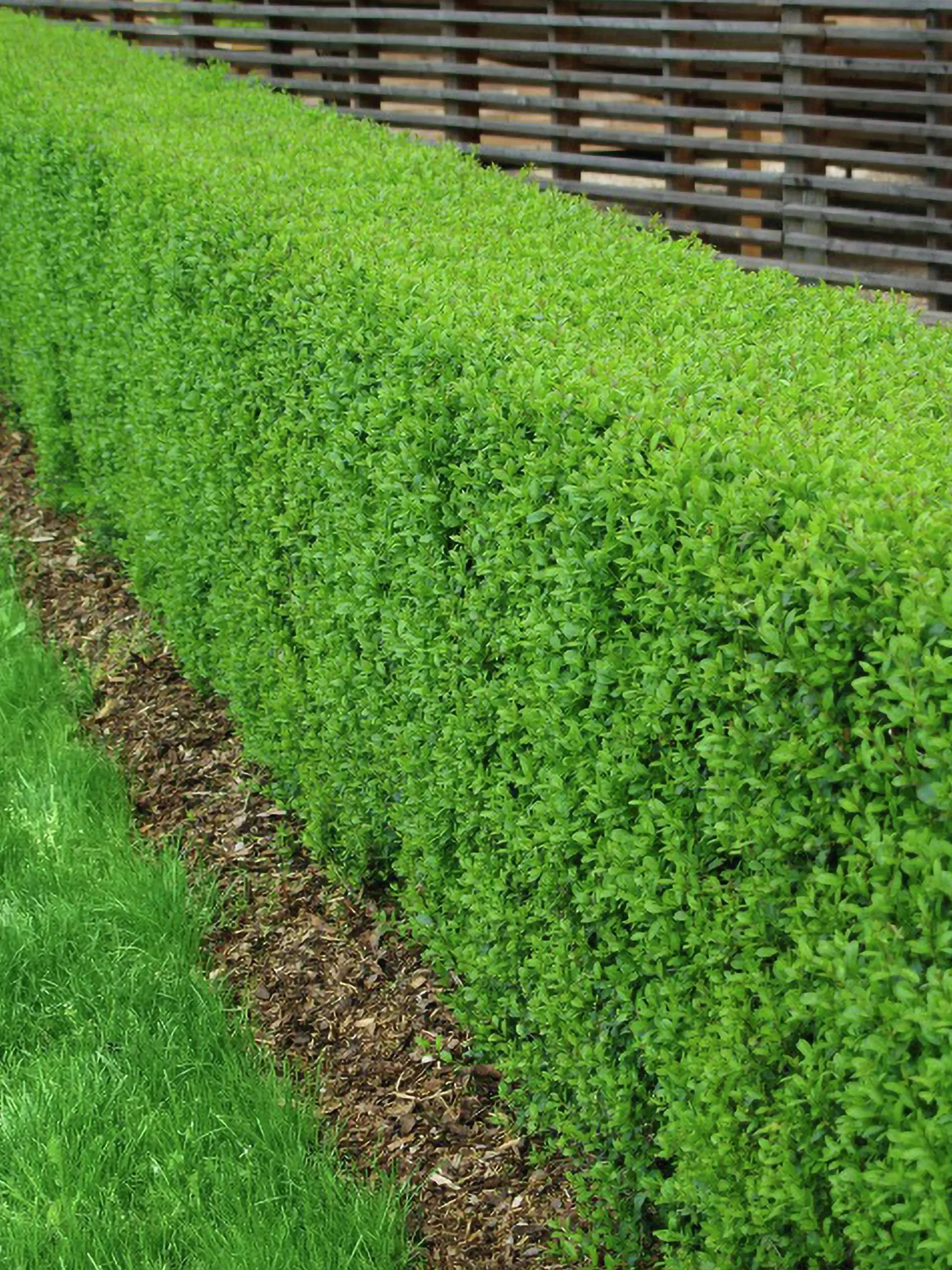 Vanlig Liguster 40-60cm Barrotad>Omnia garden Hot
