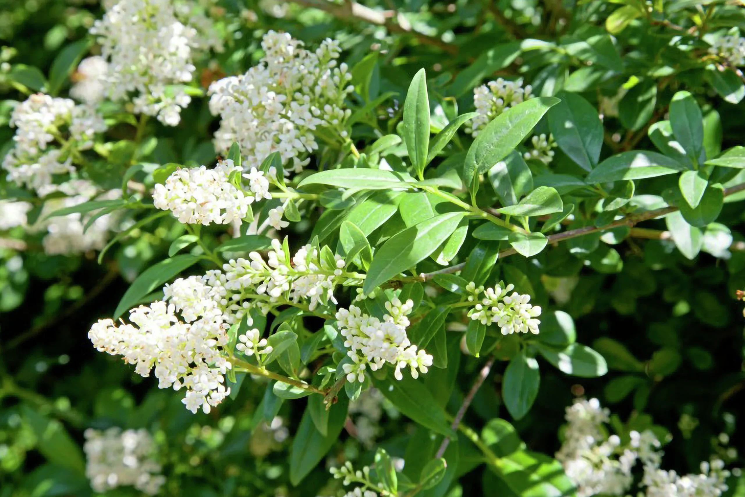 Vanlig Liguster 40-60cm Barrotad>Omnia garden Hot