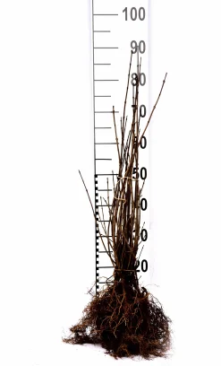 Vanlig Liguster 40-60cm Barrotad><noscript><img width=