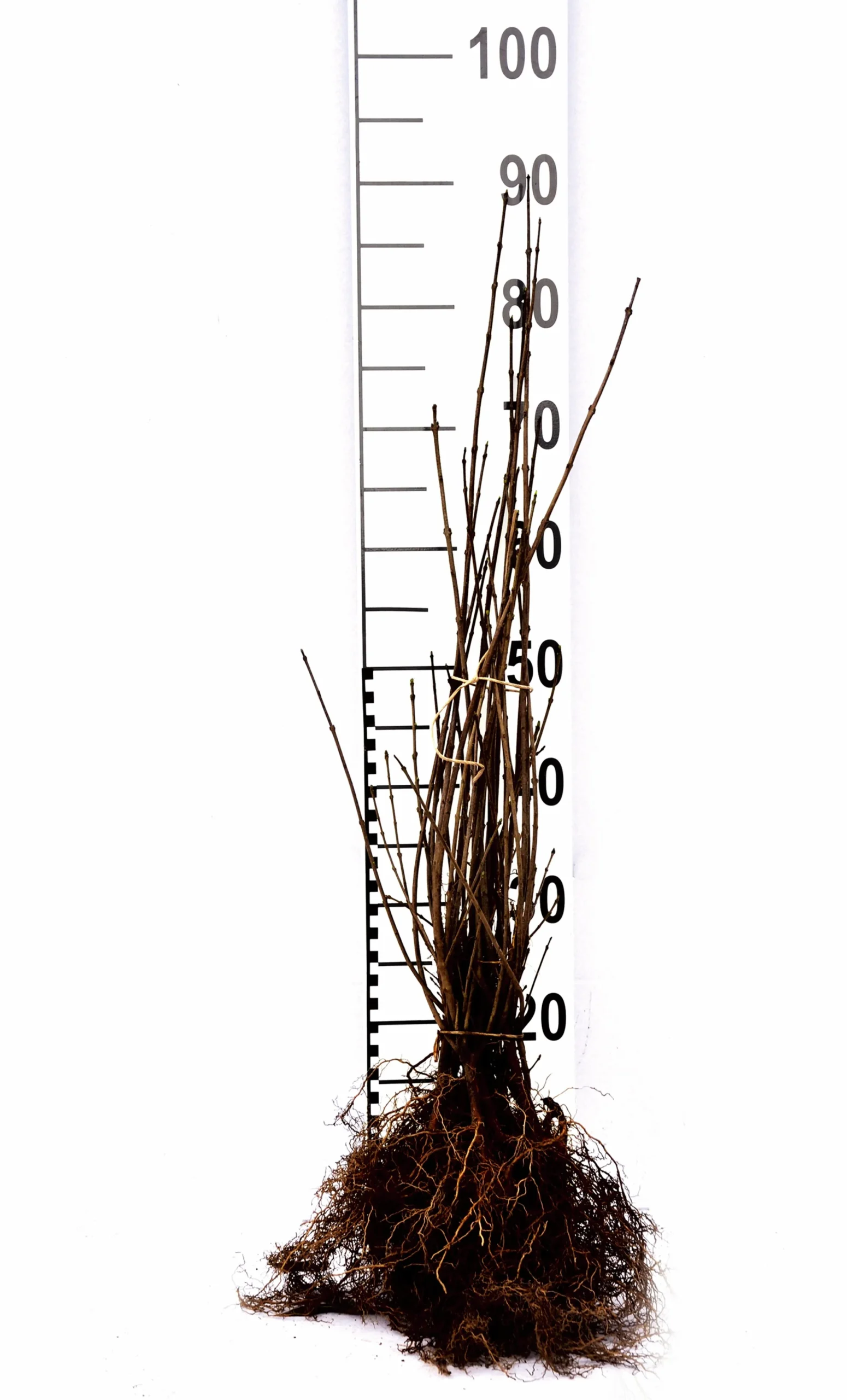 Vanlig Liguster 40-60cm Barrotad>Omnia garden Hot
