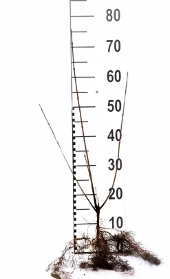 Vanlig Liguster 40-60cm Barrotad><noscript><img width=