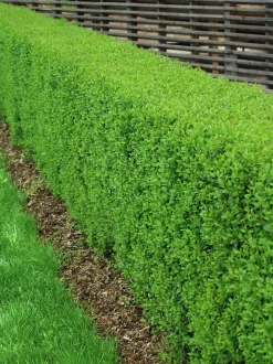 Vanlig Liguster 20-40cm Krukodlad>Omnia garden Discount