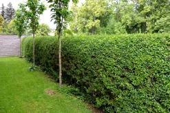 Vanlig Liguster 20-40cm Krukodlad>Omnia garden Discount