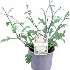 Verbena lat. Verbena bonariensis 'Bampton'><noscript><img width=
