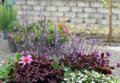 Verbena lat. Verbena bonariensis 'Bampton'><noscript><img width=