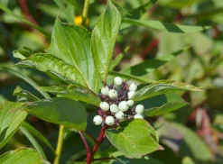 Videkornell 'Farba' Certifierad Krukodlad><noscript><img width=