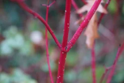 Videkornell 'Farba' Certifierad Krukodlad><noscript><img width=