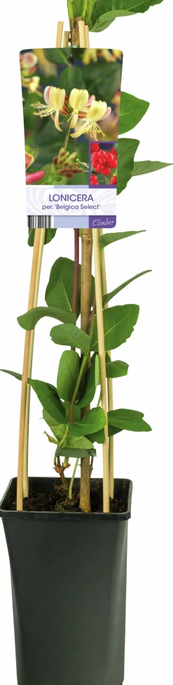 Vildkaprifol 'Belgica Select'>Omnia garden