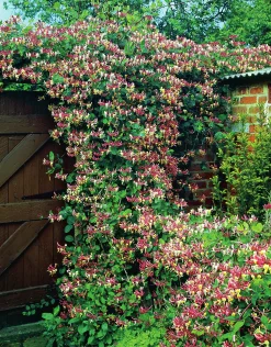 Vildkaprifol 'Serotina'>Omnia garden Clearance