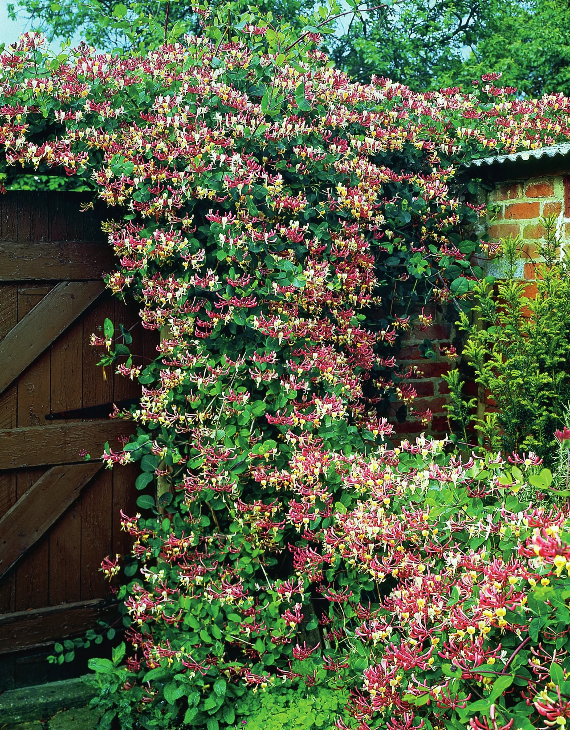 Vildkaprifol 'Serotina'>Omnia garden Clearance