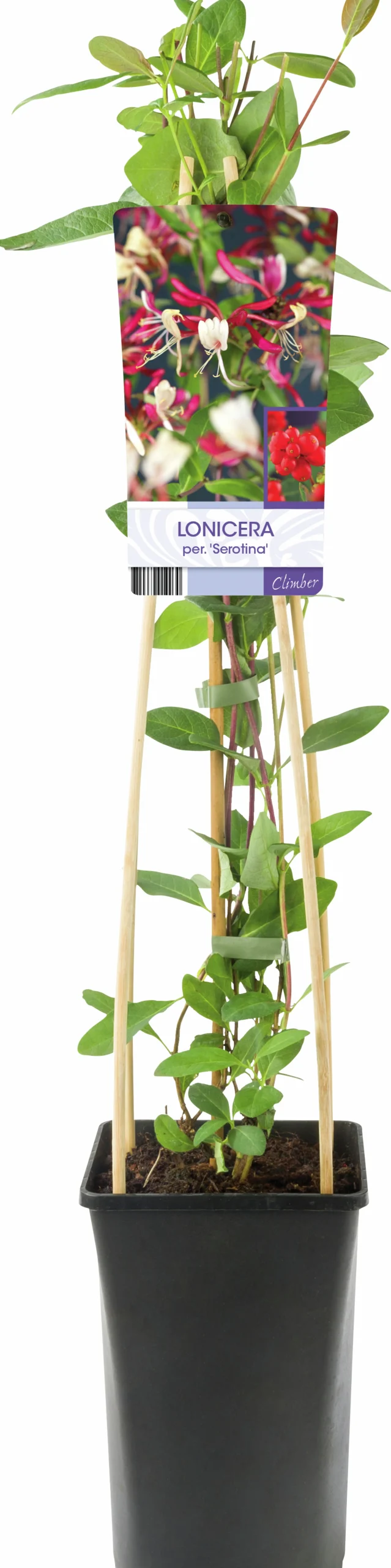 Vildkaprifol 'Serotina'>Omnia garden Clearance