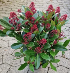 Vinterbär 'Rubella' Krukodlad>Omnia garden