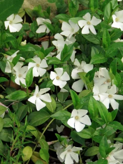 Vintergröna 'Alba'>Omnia garden Sale