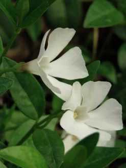 Vintergröna 'Alba'><noscript><img width=
