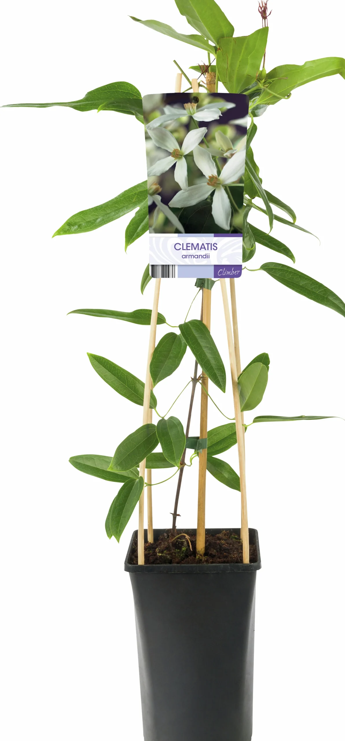 Vintergrön Klematis Armandii>Omnia garden Hot