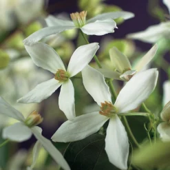 Vintergrön Klematis Armandii>Omnia garden Hot