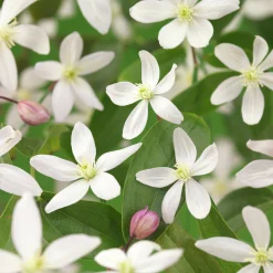 Vintergrön Klematis Armandii 'Apple Blossom'>Omnia garden Discount
