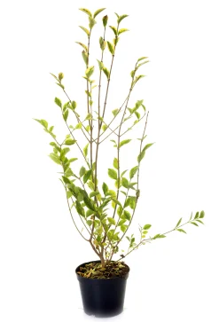 Vintergrön Liguster 'Atrovirens' 40-60cm Krukodlad>Omnia garden Best