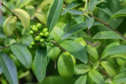 Vintergrön Liguster 'Liga' 30-50cm Barrotad>Omnia garden Discount