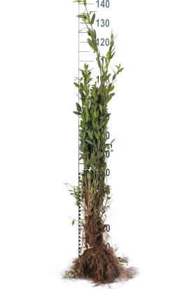 Vintergrön Liguster 'Liga' 30-50cm Barrotad><noscript><img width=