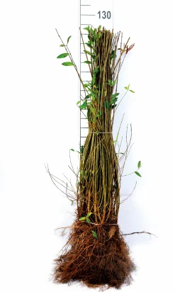 Vintergrön Liguster 'Liga' 50-80cm 6-10grenar Barrotad><noscript><img width=