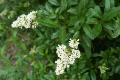 Vintergrön Liguster 'Liga' 50-80cm 3-5grenar Barrotad>Omnia garden Sale