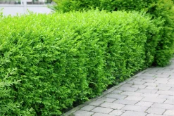 Vintergrön Liguster 'Liga' Goliath 125-150cm Barrotad>Omnia garden Outlet