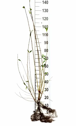 Vintergrön Liguster 'Liga' Goliath 80-120cm Barrotad><noscript><img width=
