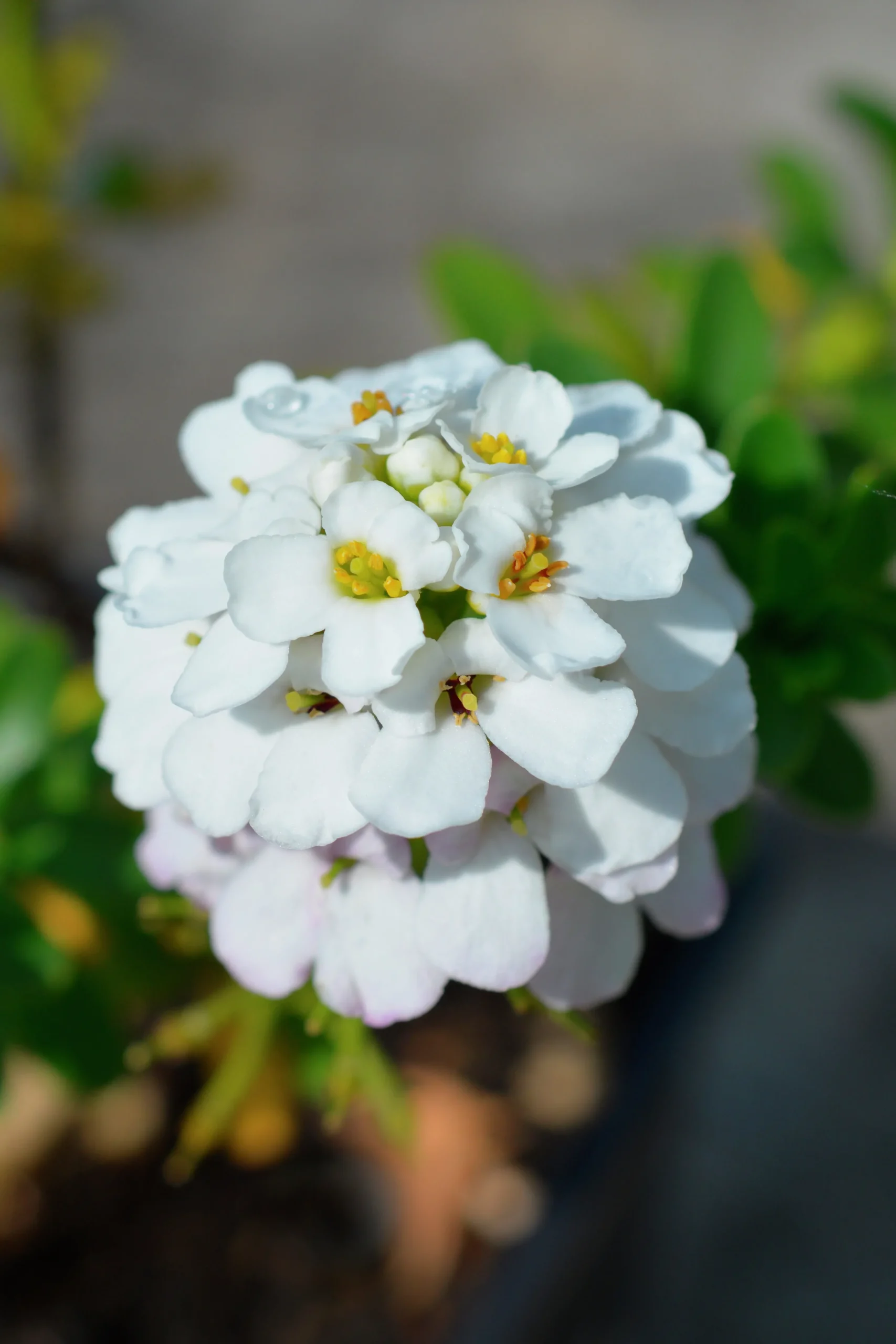 Vinteriberis 'Schneeflocke'>Omnia garden