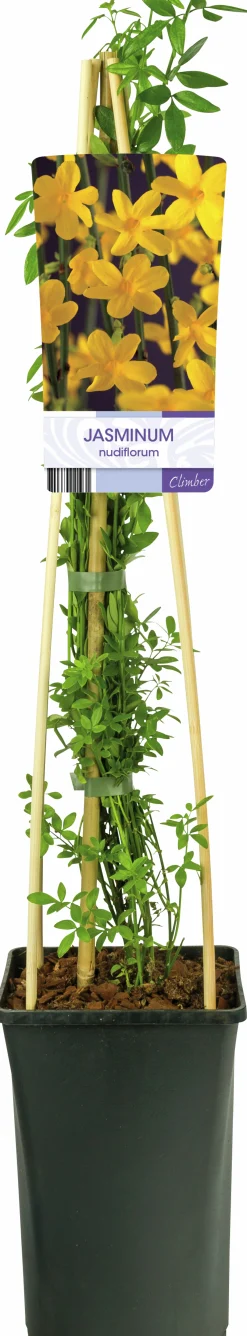 Vinterjasmin>Omnia garden Discount