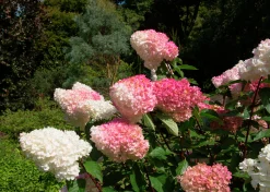 Vipphortensia 'Vanille Fraise' Krukodlad>Omnia garden Best