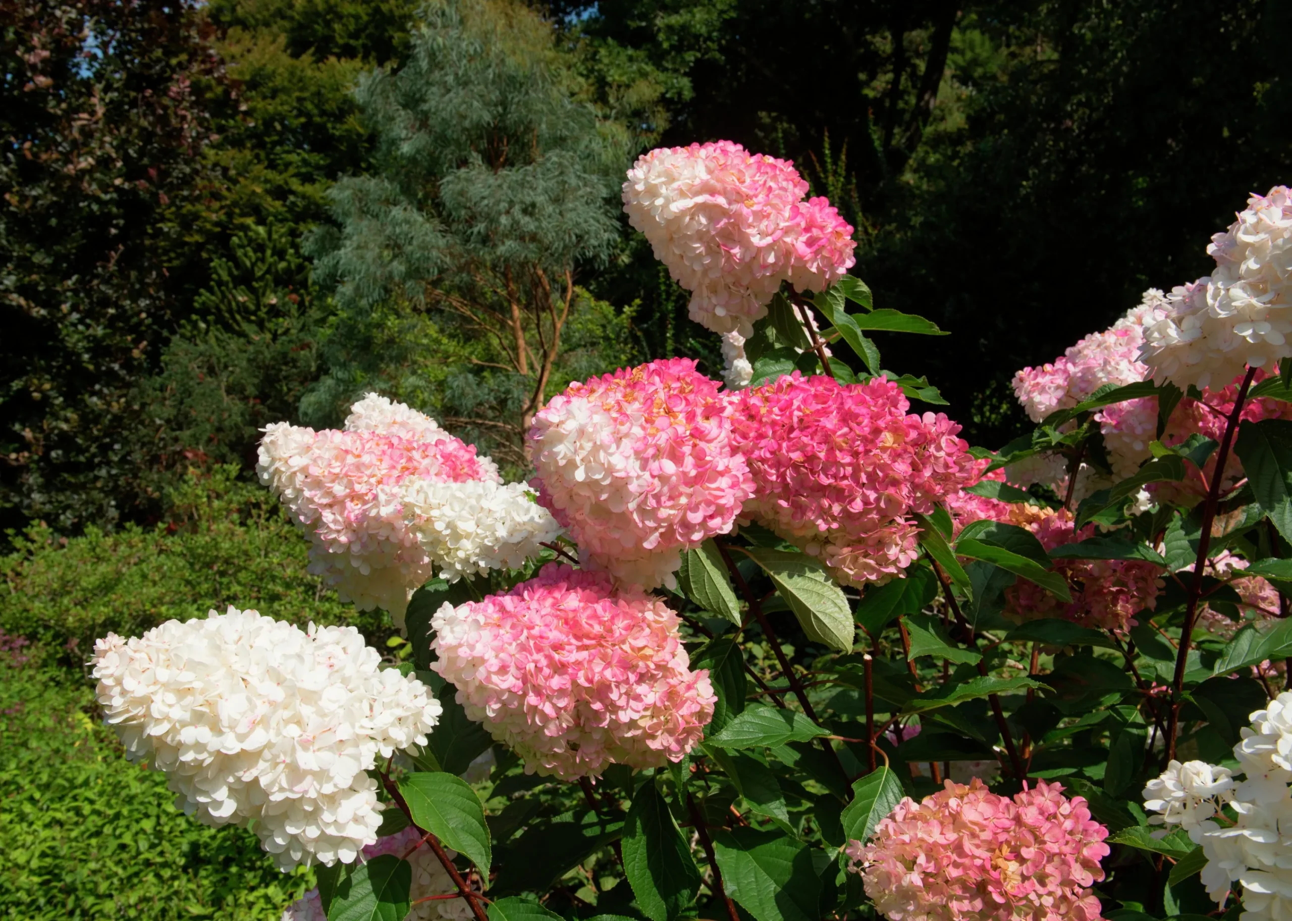 Vipphortensia 'Vanille Fraise' Krukodlad>Omnia garden Best