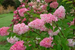 Vipphortensia 'Vanille Fraise' Krukodlad>Omnia garden Best