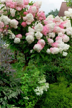 Vipphortensia 'Vanille Fraise' Krukodlad><noscript><img width=