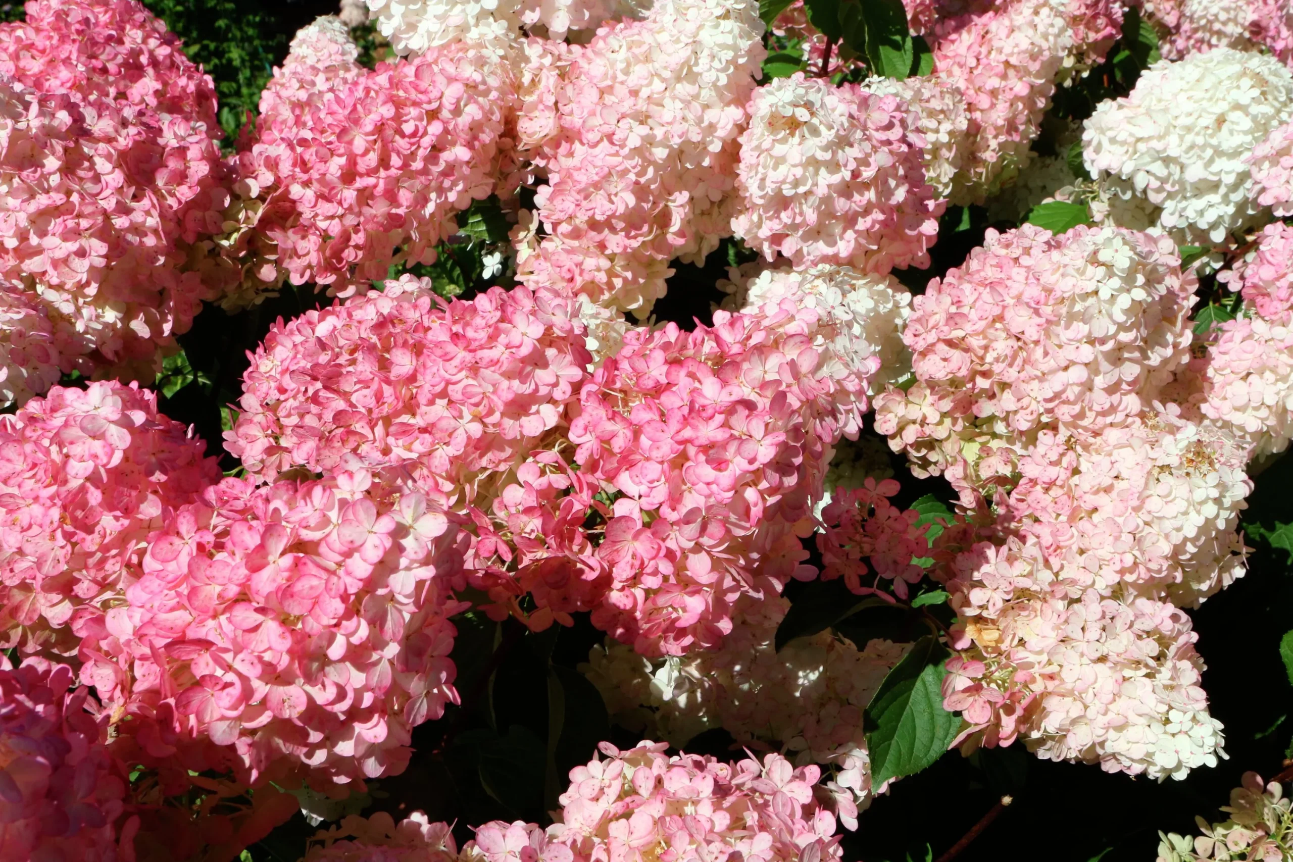 Vipphortensia 'Vanille Fraise' Krukodlad>Omnia garden Best