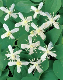 Vippklematis Terniflora>Omnia garden Outlet