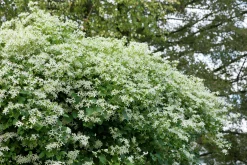 Vippklematis Terniflora><noscript><img width=